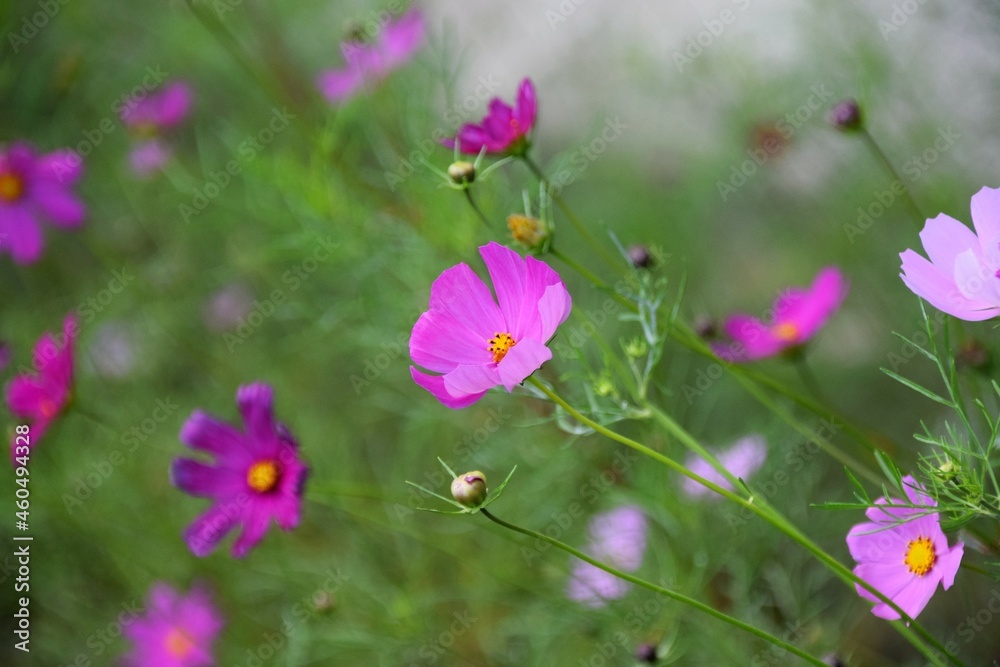 pink cosmos flower pink cosmos flower