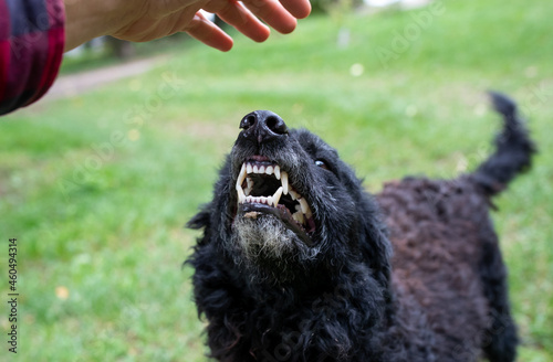Fotografie Aggressive dog showing teeth to stranger man