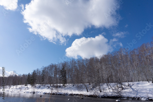 Birches in winter