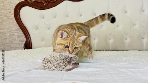 Cat looking at African pygmy hedgehog on white bed in room, pet friendship photo