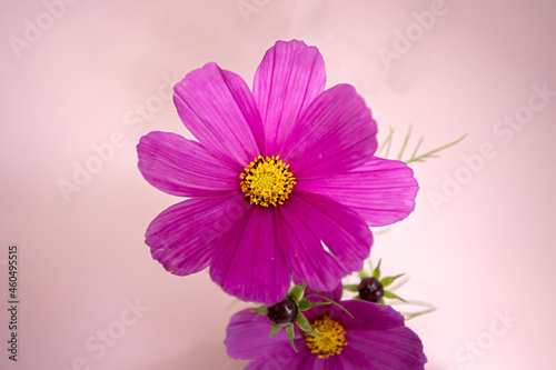 Close up of a beautiful pink  flower of a cosmos  Dazzler 