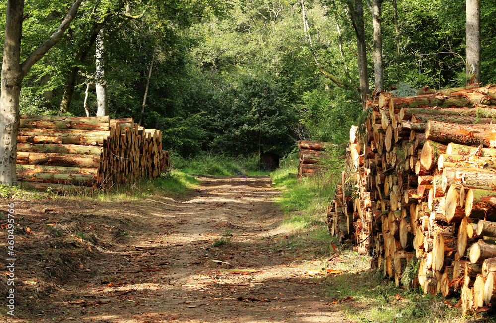 Stacks of Timber on a woodland track