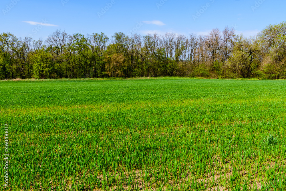 Fototapeta premium View on field with the young green wheat