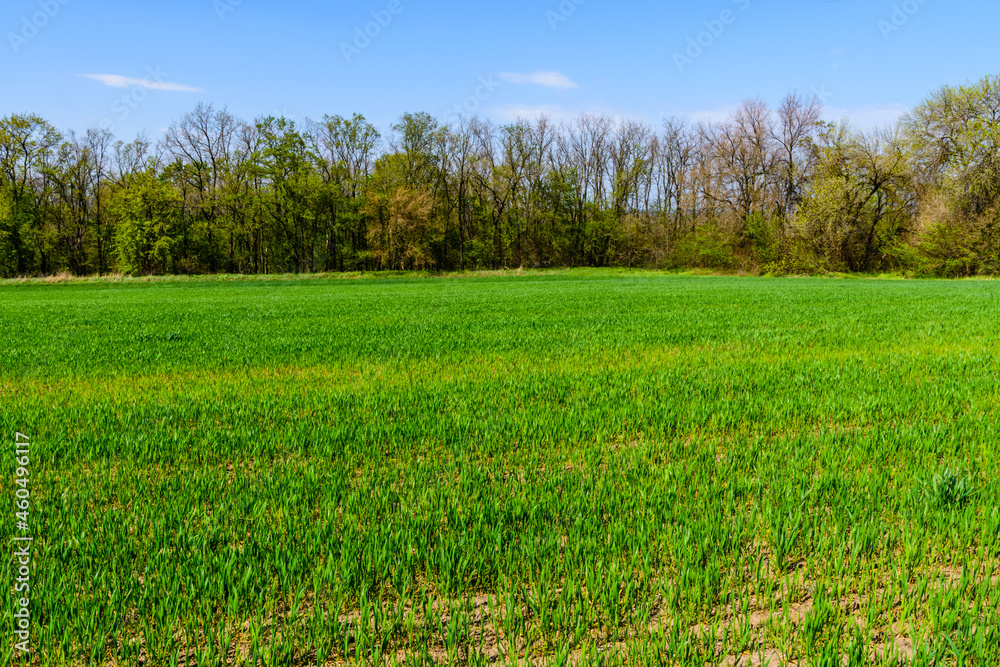 View on field with the young green wheat