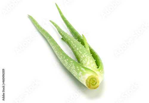 Aloe vera plant isolated on white background