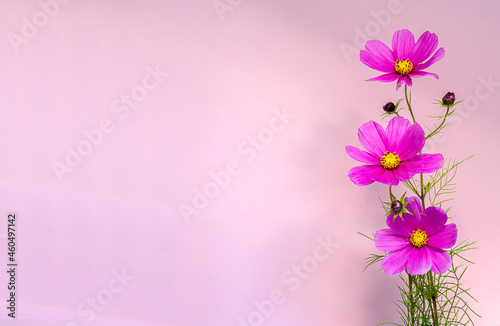 Three beautiful pink cosmos  Dazzler   use as a background or postcard