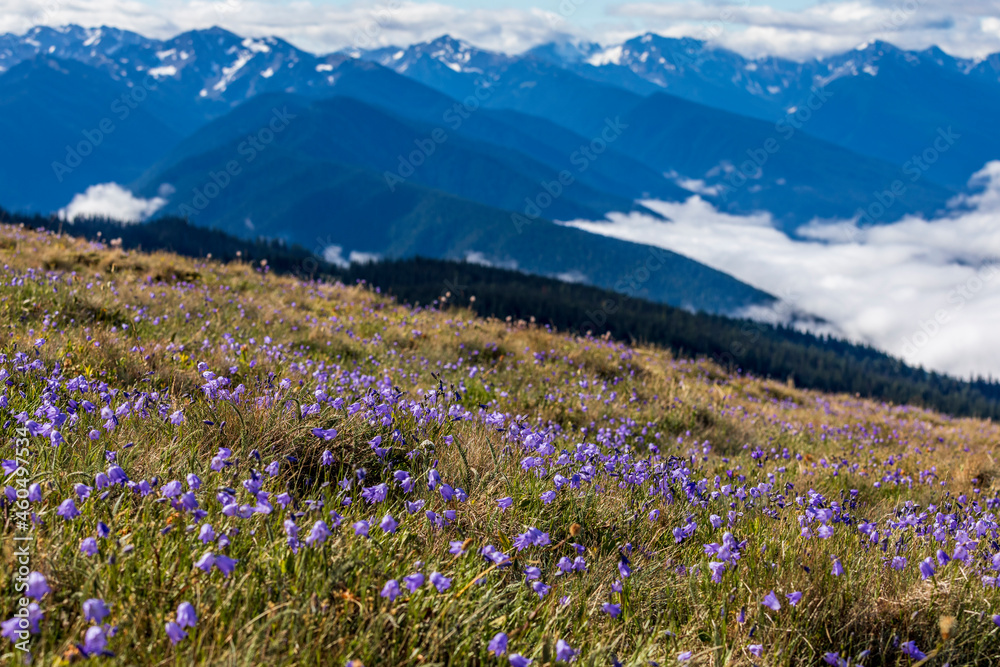 subalpine wild flowers covers the meadows in the Hurricane Ridge during summer.