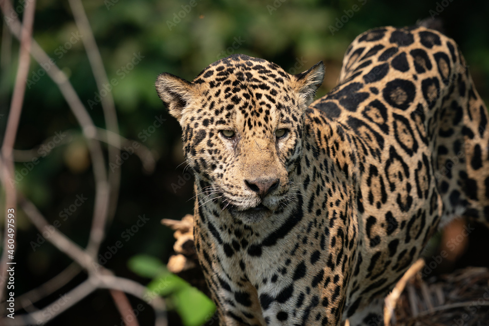 Obraz premium Jaguar (Panthera onca)
