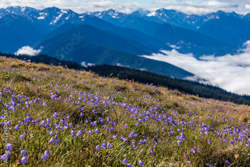 subalpine wild flowers covers the meadows in the Hurricane Ridge during summer. photo