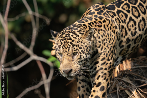 Jaguar  Panthera onca 