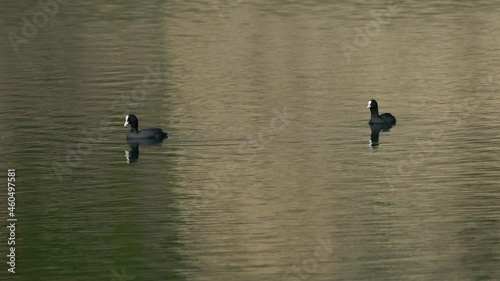 Eurasian Coot swims on lake (Fulica atra) - (4K) photo