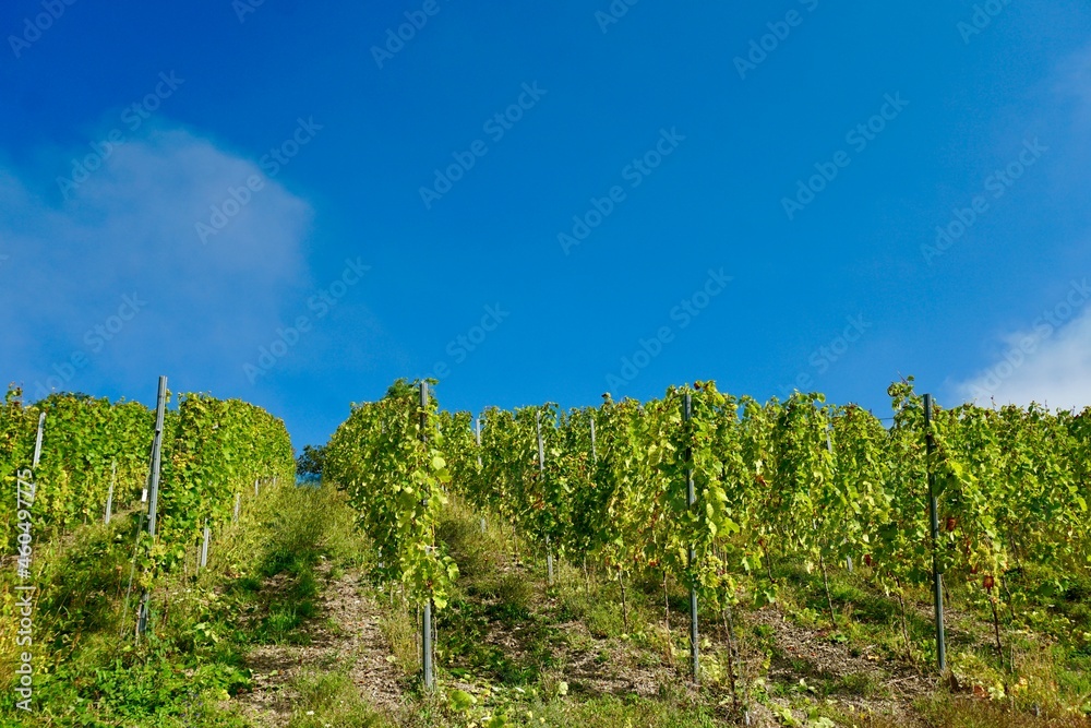 Obraz premium Weinberg zur Erntezeit