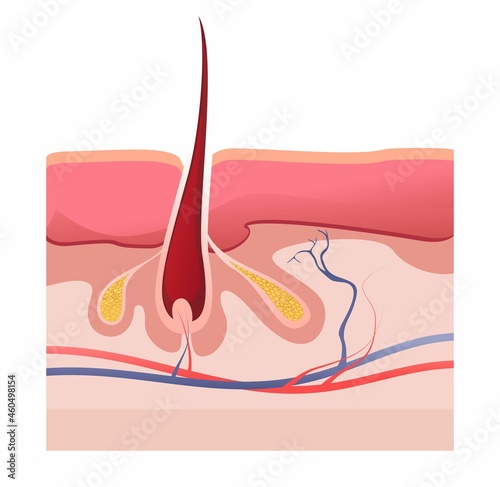 human hair structure educational poster