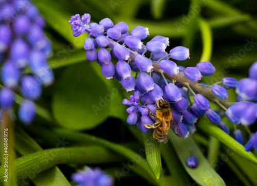 bee on purple bell flower
