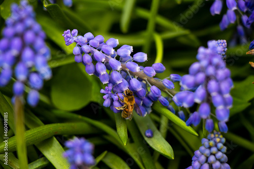 bee on purple bell flower