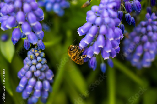 bee on purple bell flower