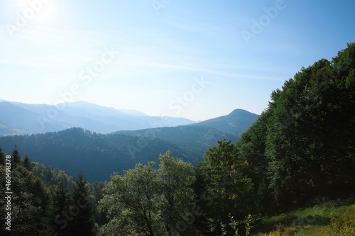 Picturesque view of beautiful mountain forest in morning