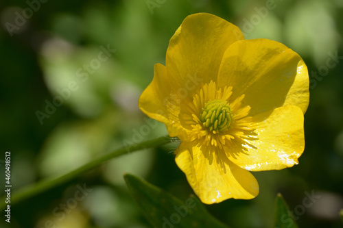 Stem and flower of the wild Sardinian buttercup in the blossoming phase