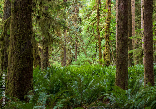 moss covered trees in lush rain forest in the northwest pacific in the Hoh rain forest in Olympic national park in Washington state.