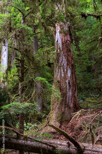 moss covered trees in lush rain forest in the northwest pacific in the Hoh rain forest in Olympic national park in Washington state.