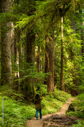 A female hiking the lush rainforest in Olympic national Park in Washington while taking selfie, video on a smart phone.