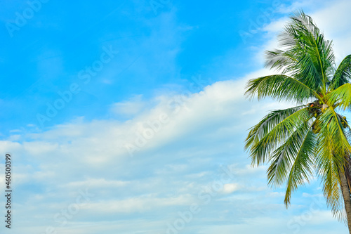 Fototapeta Naklejka Na Ścianę i Meble -  Tropical lone coconut tree in blue sky background. With empty space for text