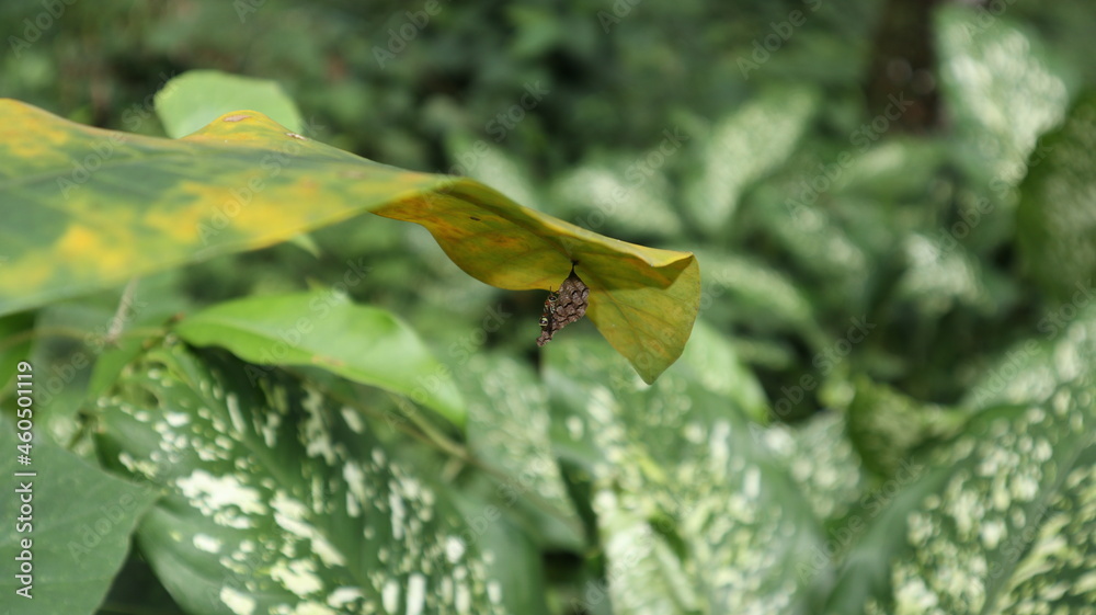 A small wasp nest hanging under a large leaf, also an orange and yellow striped wasp on it A small wasp nest hanging under a large leaf, also an orange and yellow striped wasp on it