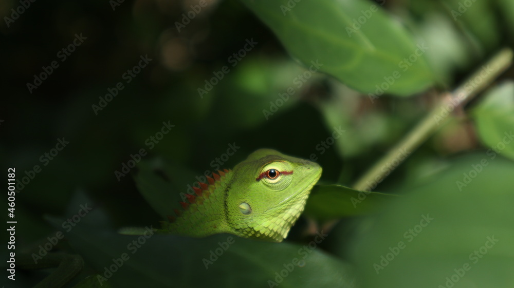 Face of a green lizard through the leaves of the wild tree Face of a green lizard through the leaves of the wild tree