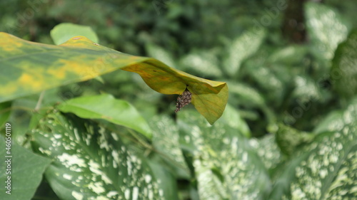 Valokuva A small wasp nest hanging under a large leaf, also an orange and yellow striped
