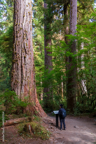 A young Asian boy hiking the lush green Hoh rain forest in Olympic National Park in Washington state