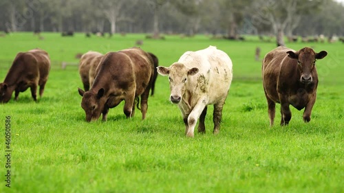 Beef cows and calfs grazing on grass in south west victoria, Australia. eating grass and pasture. breeds include speckled park, murray grey, angus and brangus. photo