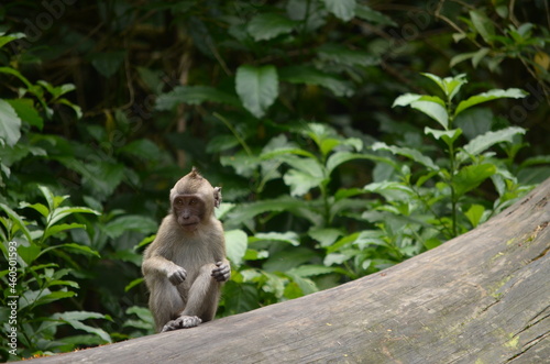 A long-tailed macaque cub sitting on a tree trunk