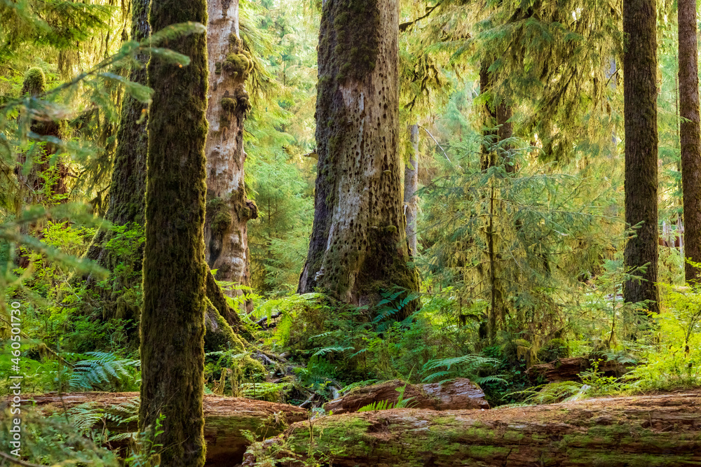 moss covered trees in lush rain forest in the northwest pacific in the Hoh rain forest in Olympic national park in Washington state. moss covered trees in lush rain forest in the northwest pacific in the Hoh rain forest in Olympic national park in Washington state.