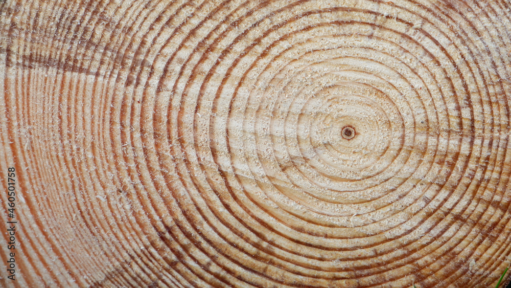 Tree Rings Saw Cut Tree Trunk Background. Wood cross section background. Tree growth rings. Natural cut wood. Tree Rings Saw Cut Tree Trunk Background. Wood cross section background. Tree growth rings. Natural cut wood.