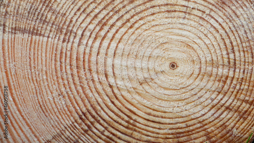 Tree Rings Saw Cut Tree Trunk Background. Wood cross section background. Tree growth rings. Natural cut wood.