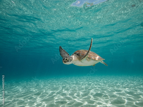 green sea turtle swimming toward camera turquoise shallow water photo