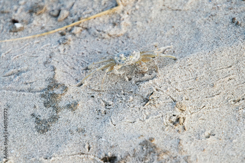 sand crab in the sand