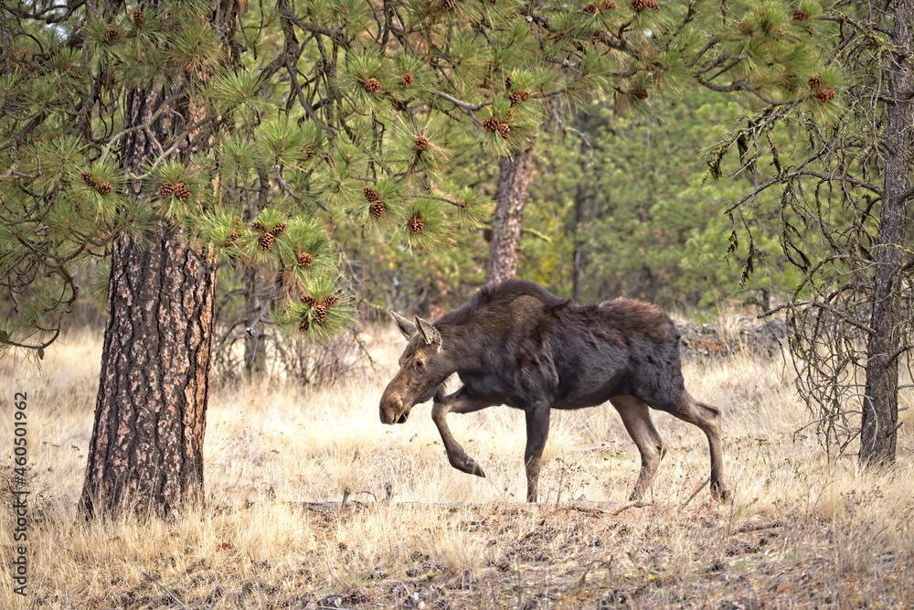 Female moose walks in the forest. Female moose walks in the forest.