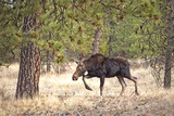Female moose walks in the forest.