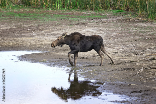 Female moose entering the small pond.