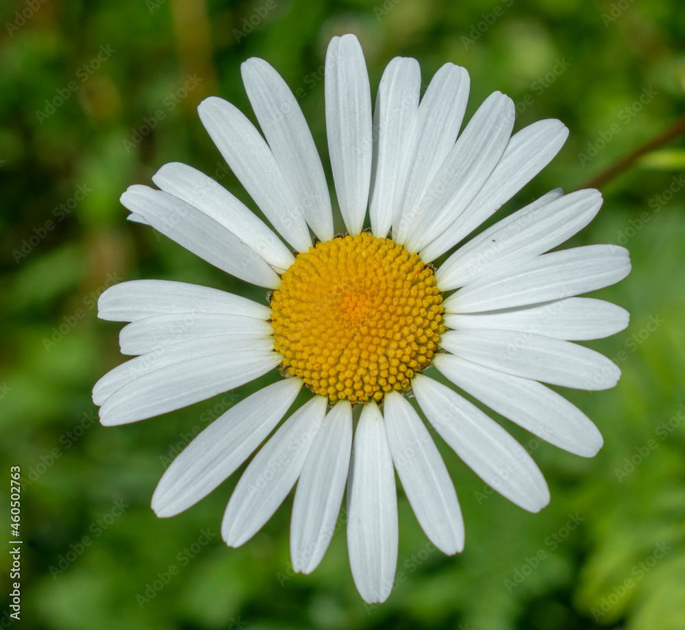 Obraz premium Oxeye daisy, marguerite, (Leucanthemum vulgare) flowers on the meadow. Julian Alps. Slovenia.
