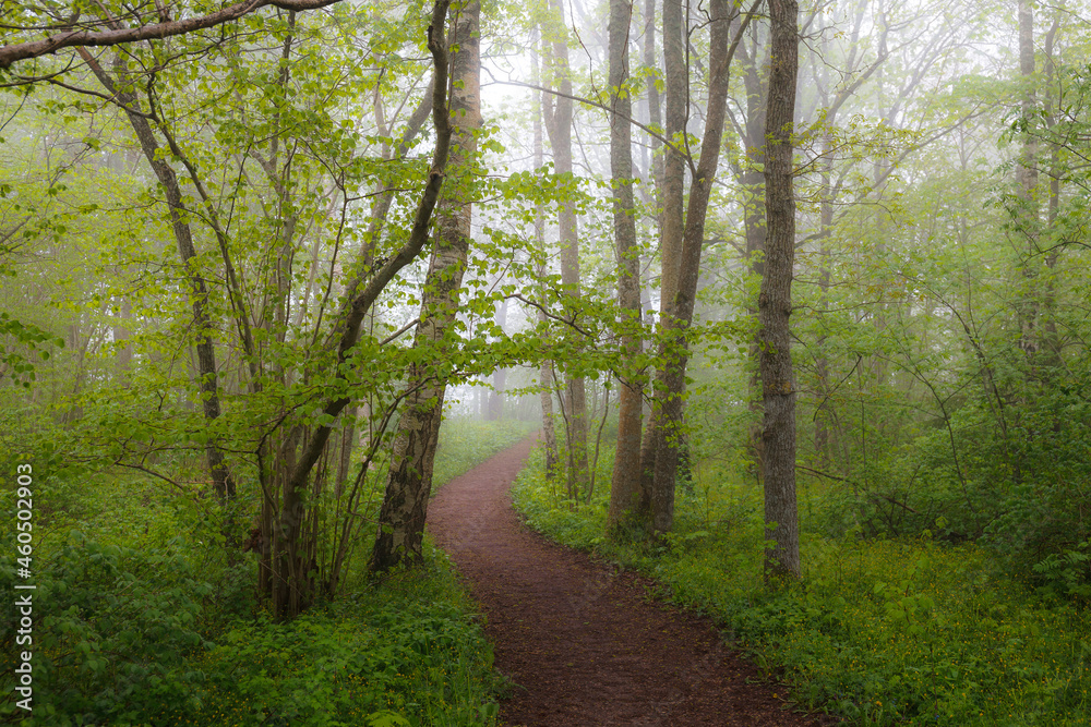 Fototapeta premium Deciduous forest path on the summer foggy day.