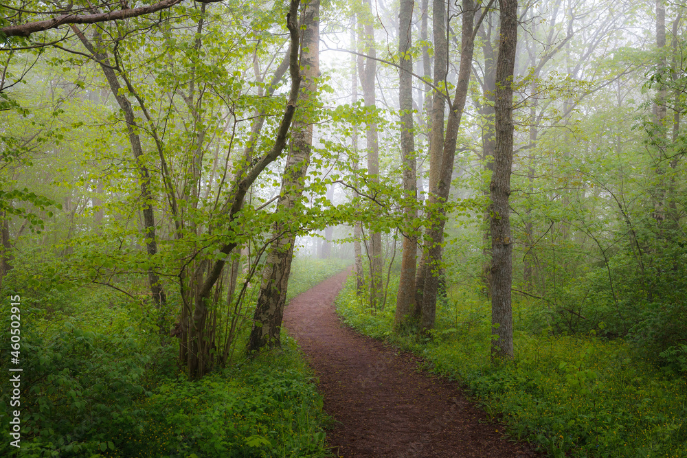 Deciduous forest path on the summer foggy day. Deciduous forest path on the summer foggy day.