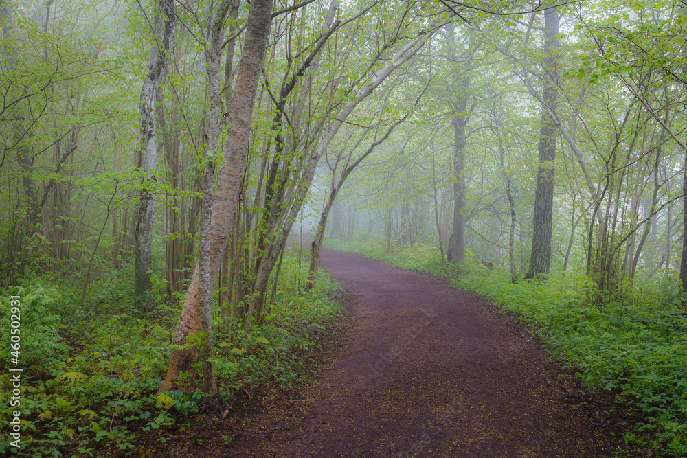 Obraz premium Deciduous forest path on the summer foggy day.