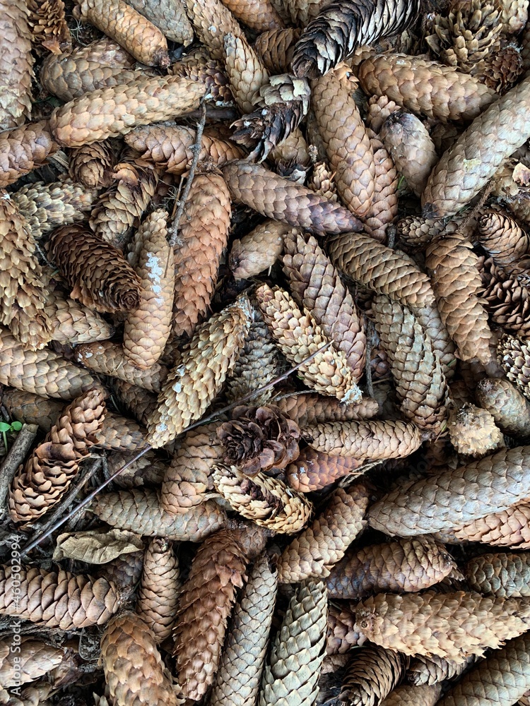 Fototapeta premium Many pine cones top view. Natural background