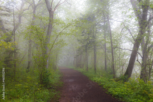 Deciduous forest path on the summer foggy day.