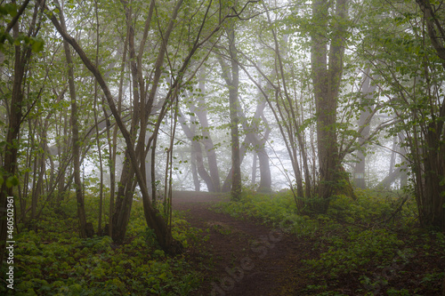 Deciduous forest path on the summer foggy day.