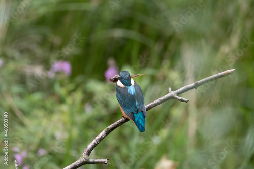 Common Kingfisher Alcedo atto has caught a fish by the river. A beautiful colorful bird perched on a branch with its prey. Successful hunting, kingfisher with fish.