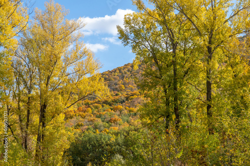 Autumn landscape. Trees with yellow and orange foliage. Hillside with colorful trees in the background.