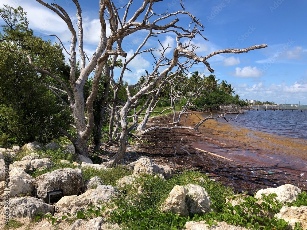 tree on the shore of the river